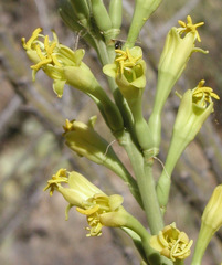 Agave schottii schottii