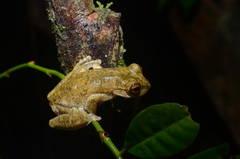 Atlantihyla spinipollex