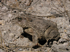 Anaxyrus mexicanus