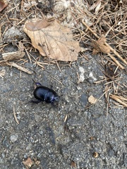 Anoplotrupes stercorosus