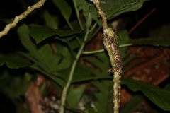 Gonocephalus kuhlii