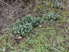 Galanthus nivalis
