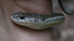 Thamnophis errans
