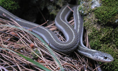 Thamnophis errans