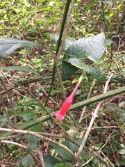 Ruellia angustiflora