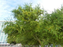 Geoffroea decorticans