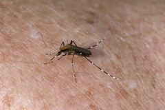 Aedes mitchellae