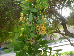 Geoffroea decorticans