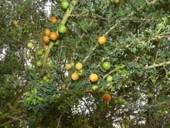 Geoffroea decorticans