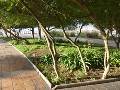 Geoffroea decorticans