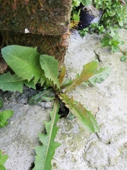 Taraxacum officinale