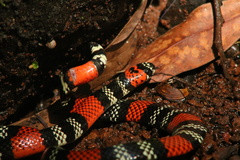 Micrurus altirostris