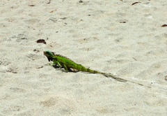Iguana iguana