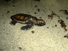 Eretmochelys imbricata