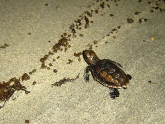 Eretmochelys imbricata