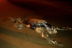 Dermochelys coriacea