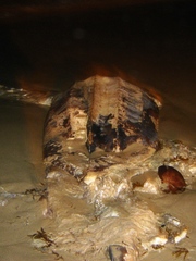 Dermochelys coriacea