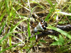 Argiope argentata