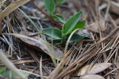 Amphicarpum muehlenbergianum
