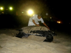 Dermochelys coriacea