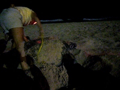 Dermochelys coriacea