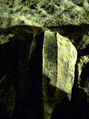 Dermochelys coriacea