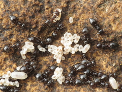 Crematogaster auberti