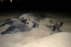 Dermochelys coriacea