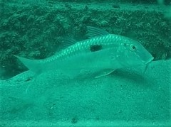 Bigscale Goatfish photo 5