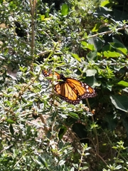 Danaus erippus