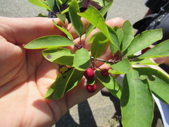 Ilex mucronata image
