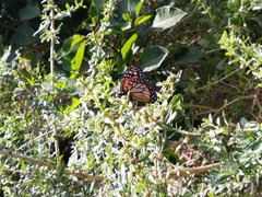 Danaus erippus