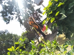 Danaus erippus