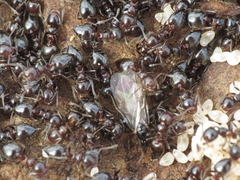 Crematogaster auberti