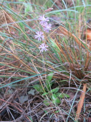 Silene secundiflora