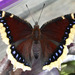 Mourning Cloak - Photo (c) Aleta Rodriguez, some rights reserved (CC BY-NC-ND)