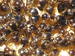 Crematogaster auberti