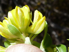 Aspalathus securifolia