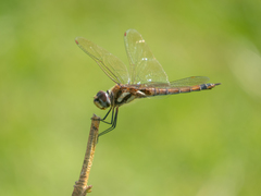 Tramea cophysa