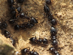 Crematogaster auberti