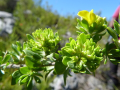 Aspalathus securifolia