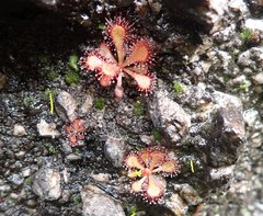 Drosera venusta