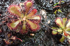 Drosera venusta