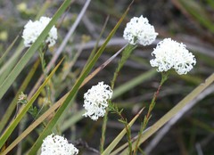 Pimelea longiflora