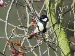 Parus major