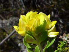 Aspalathus securifolia