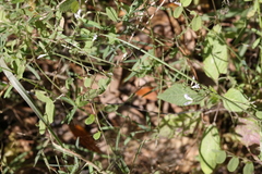 Vicia floridana image