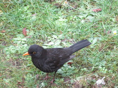 Turdus merula