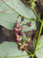 Leycesteria gracilis