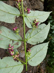 Leycesteria gracilis